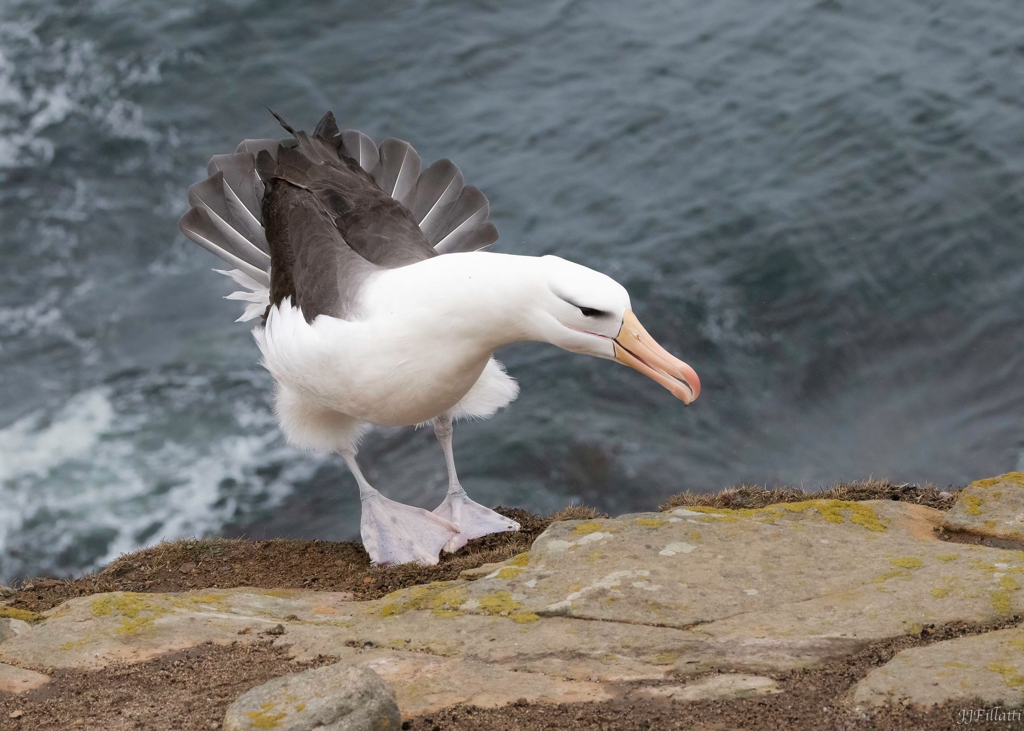 bird of the falklands image 97